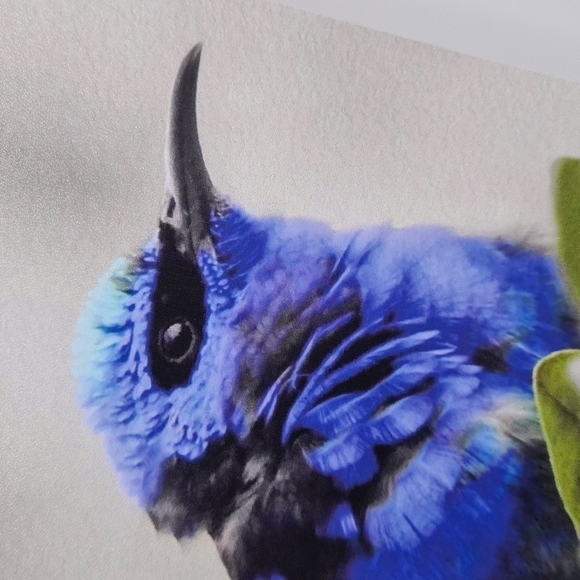 4x6 Red-Legged Honeycreeper Cute‎ Blue Bird Art Print - Picture 3 of 6